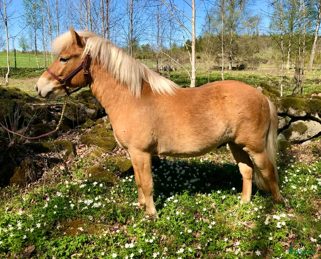 Allround hästar till salu: Lugn och stadig unghäst - Annons 2
