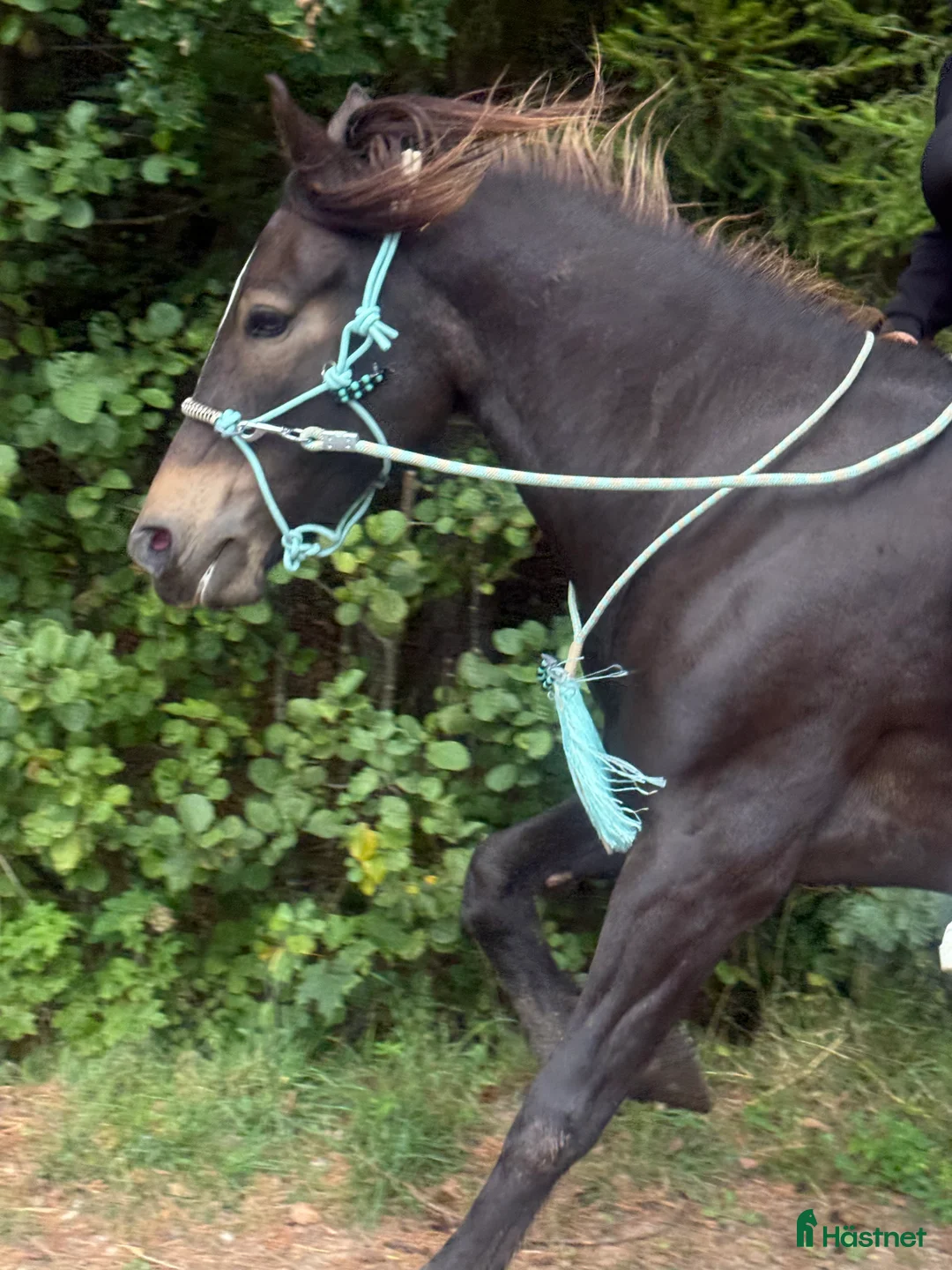 Allround hästar till salu: Intressekoll vackert sto i Ånimskog - Annons 3