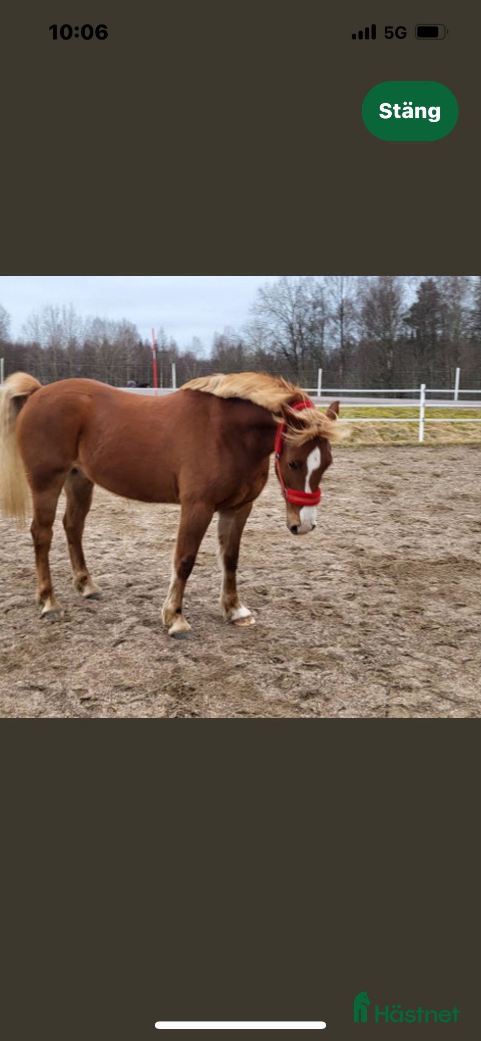  hästar Framåt ponny med personlighet - Annons 3