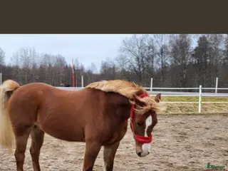 hästar Framåt ponny med personlighet - Annons 3