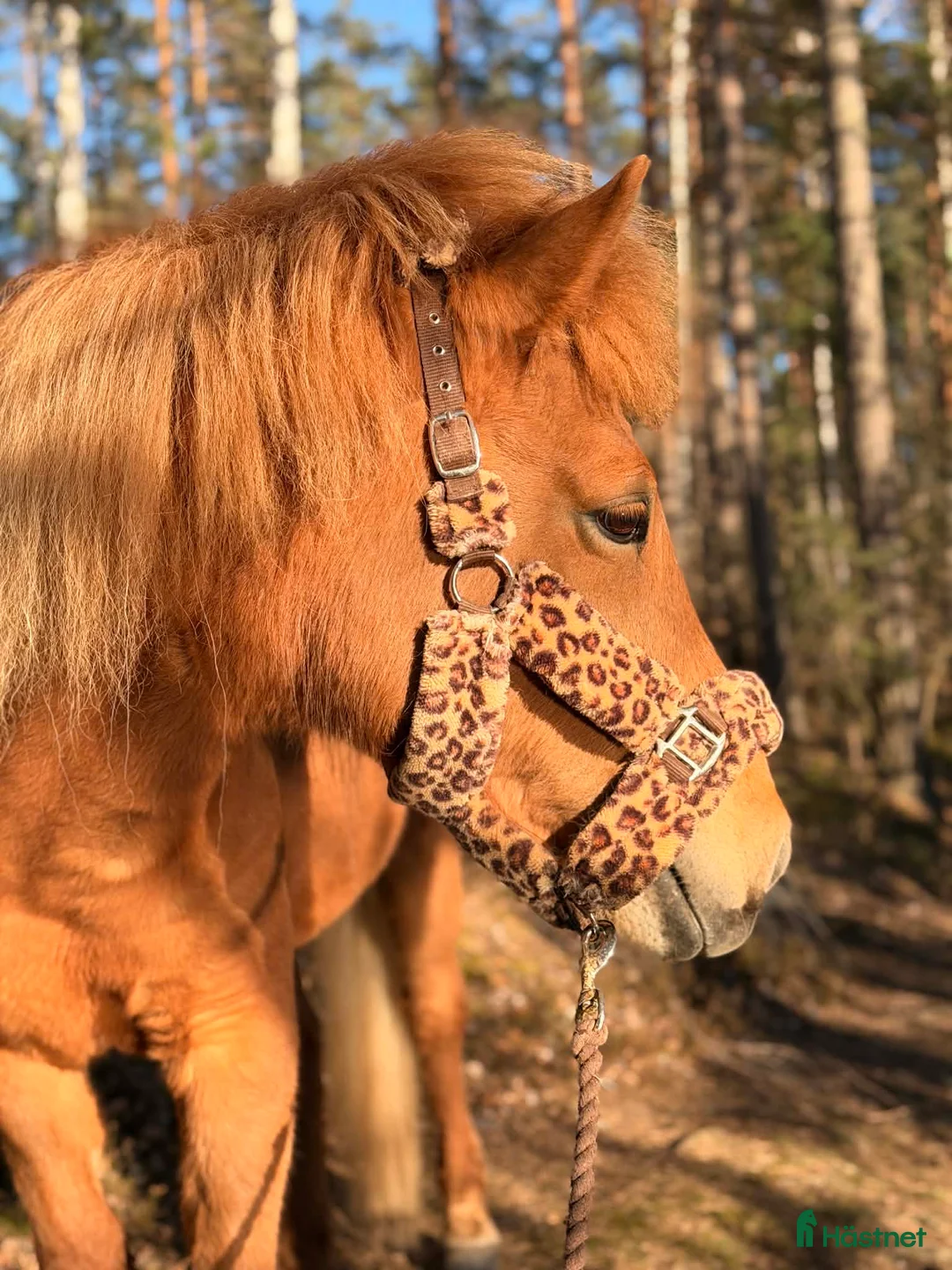 Island hästar till salu: *Reserverad* Islandssto 15 år - Annons 2