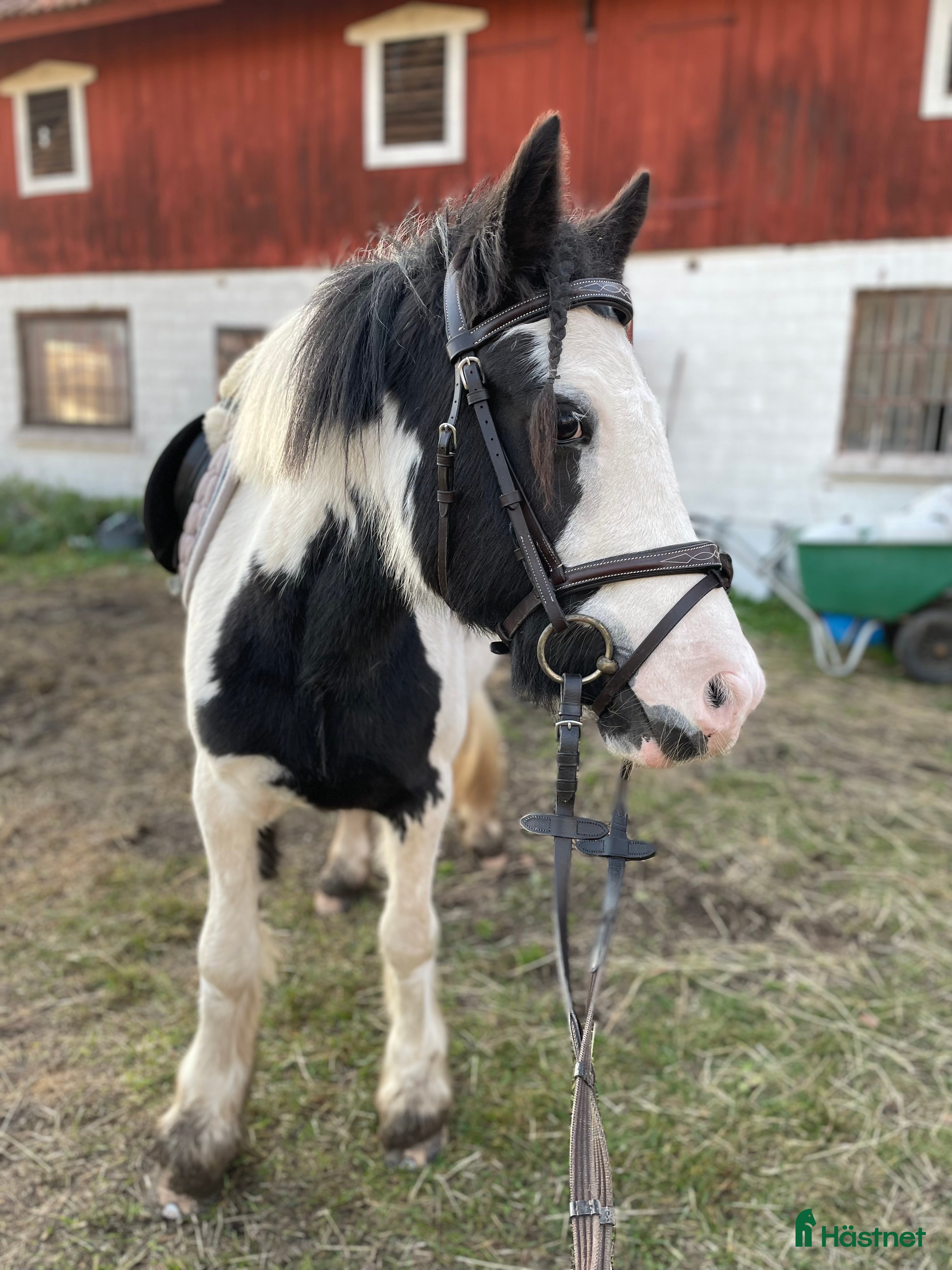  hästar Superfin ungponny för framtiden! i Arboga - Annons 14