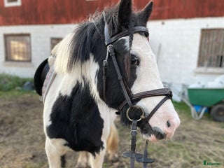 hästar Superfin ungponny för framtiden! i Arboga - Annons 14