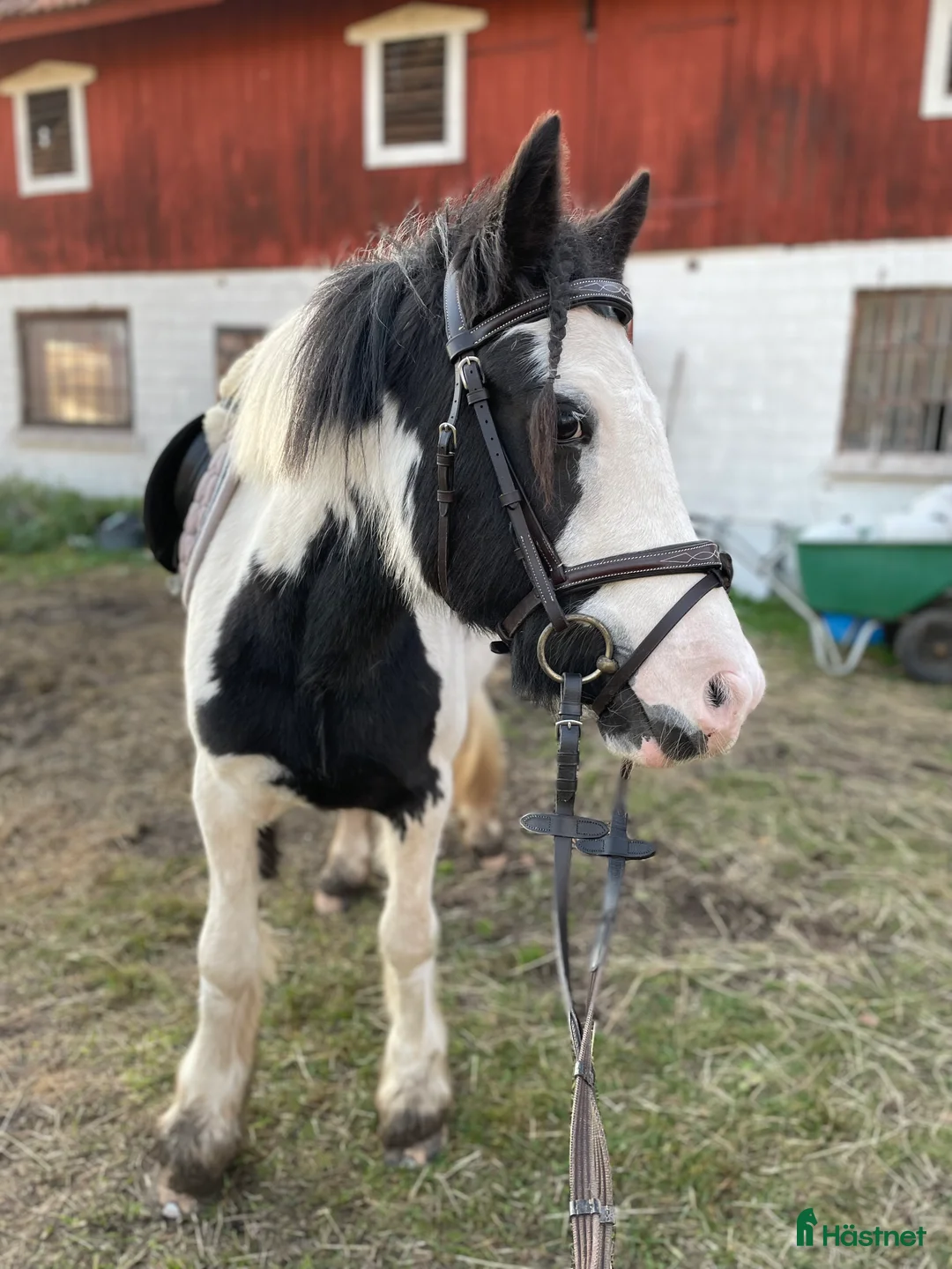 Allround hästar till salu: B-ponnyn du kan göra allt med!🌟 - Annons 1