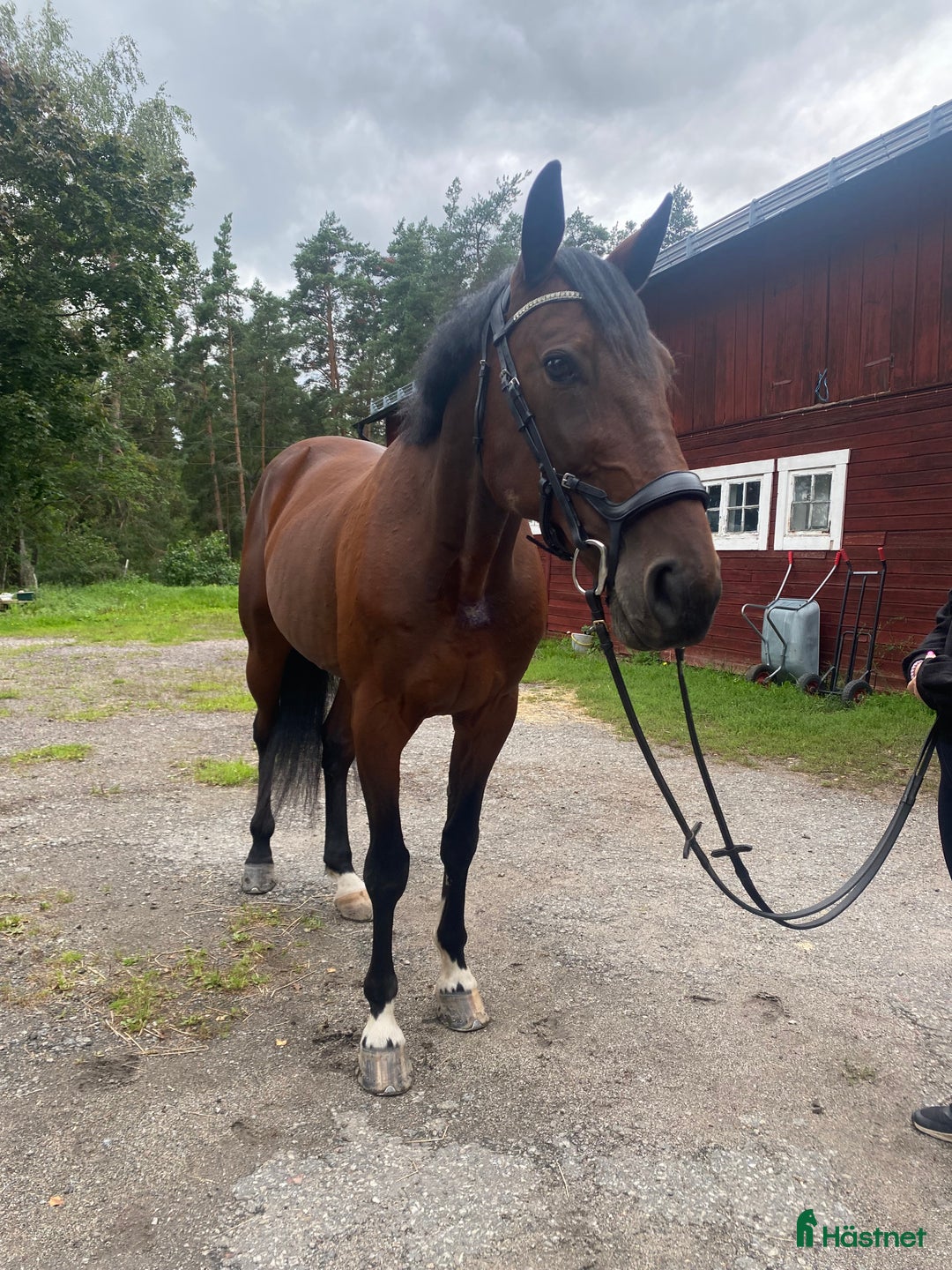 Övrigt hästar till salu: Supersnäll travare i Täby - Annons 3