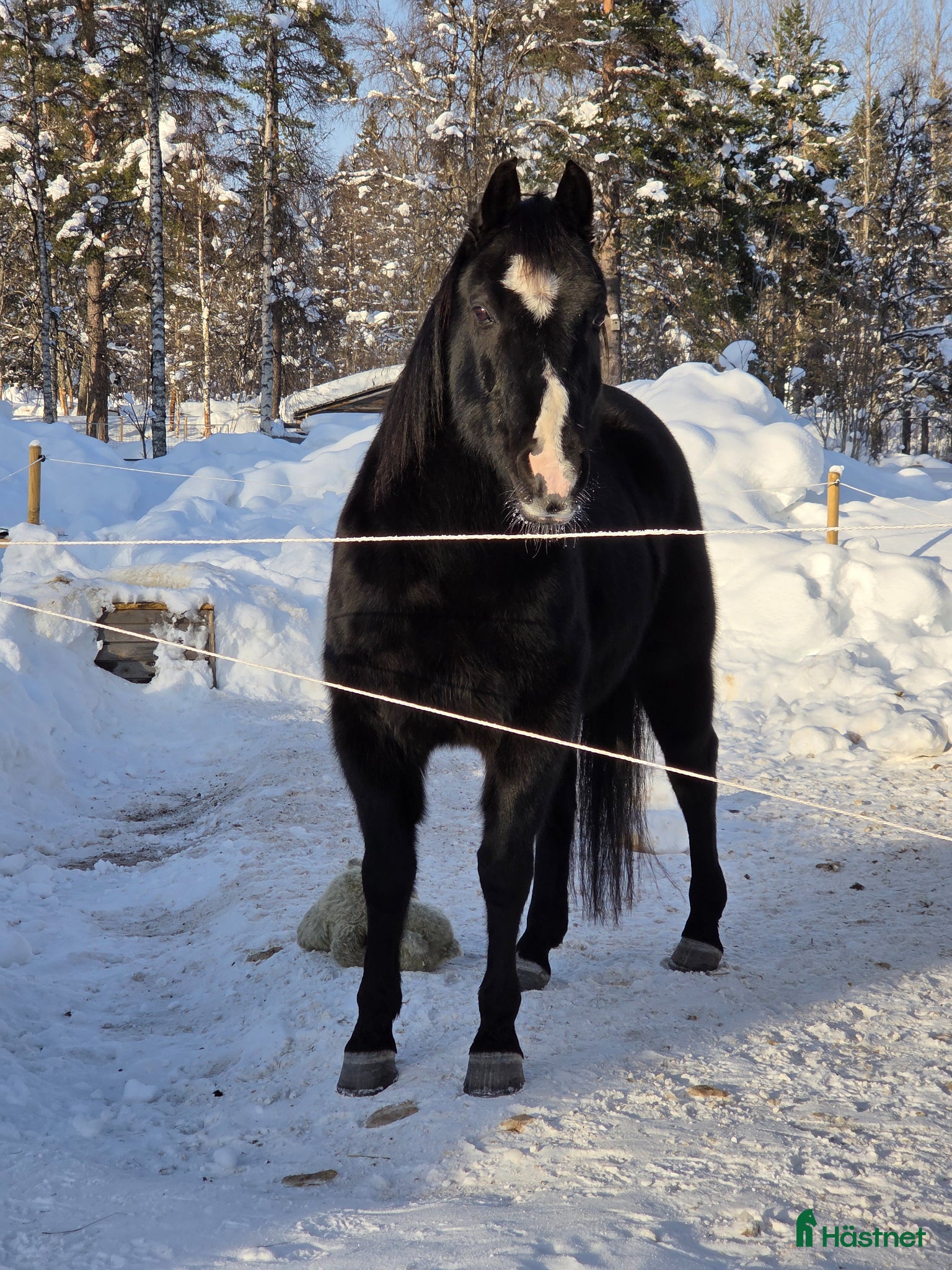  hästar Trevlig valack  - Annons 5