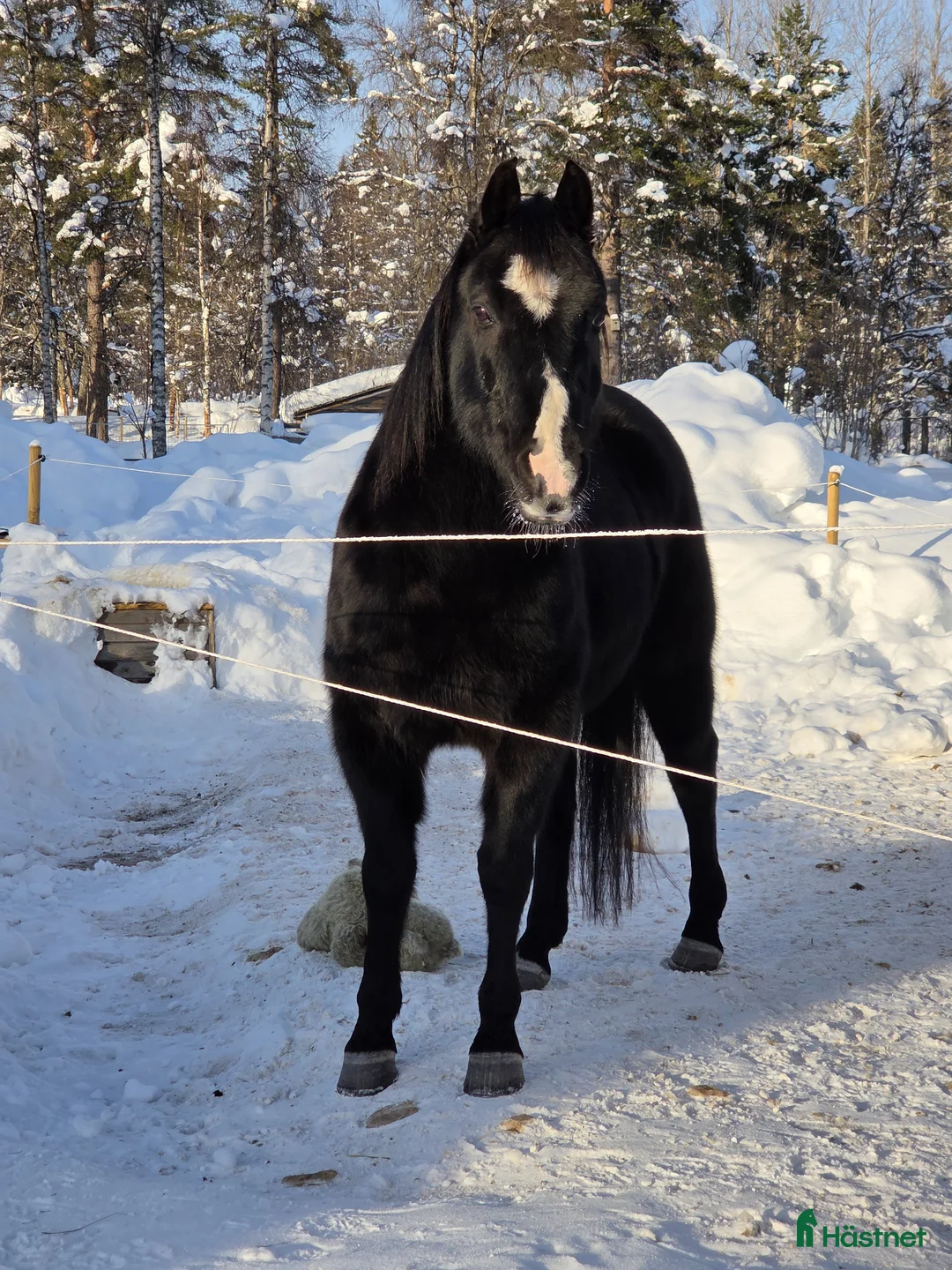 Allround hästar till salu: Trevlig valack  i Älvdalen - Annons 1
