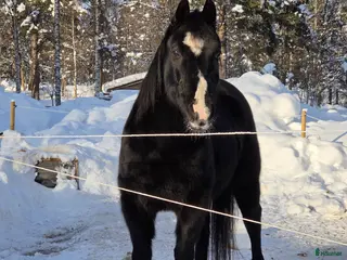 hästar Trevlig valack - Annons 2