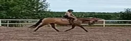 Allround hästar till salu: AMAZING VERSATILE PAIR 💝 - Annons 2