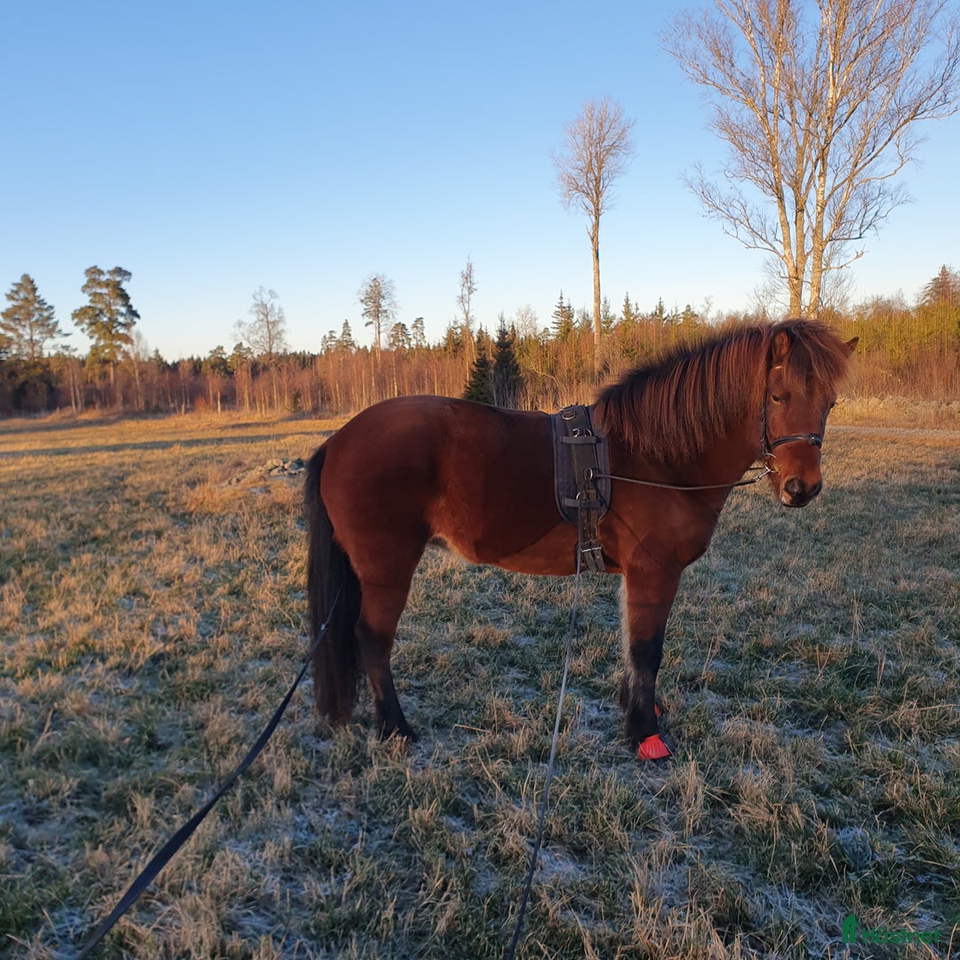 Island hästar till salu: Djörfung från Norrskogen  i Rörvik - Annons 4