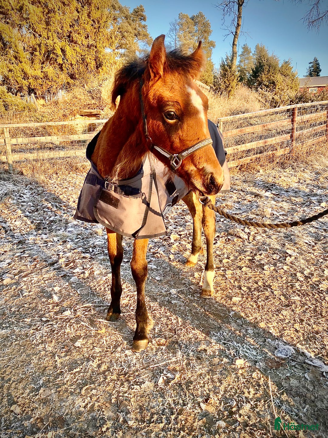 Allround hästar till salu: Elegant o trevligt cob stoföl i Burträsk - Annons 4