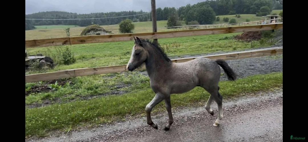 Allround hästar till salu: Rar welsh mountainkille i Stenkullen - Annons 4