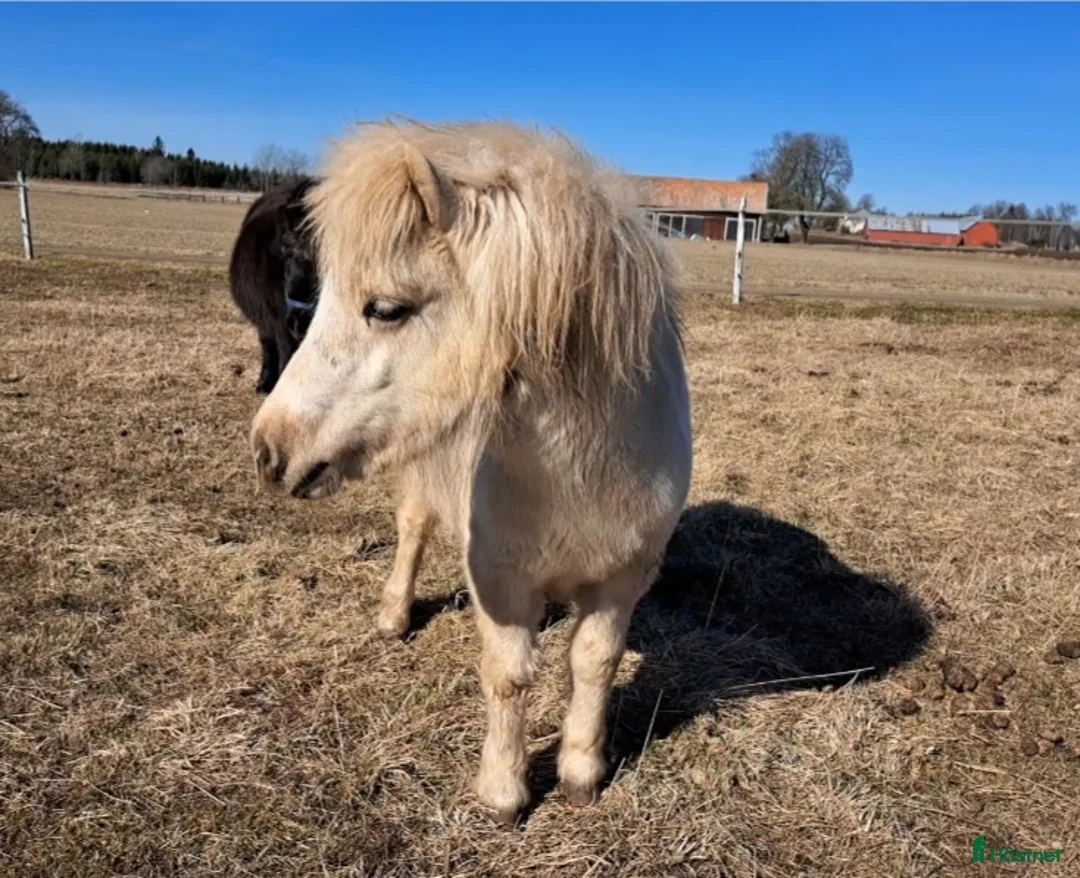 Trav hästar till salu: Välstammad 1 åring🌟 - Annons 1
