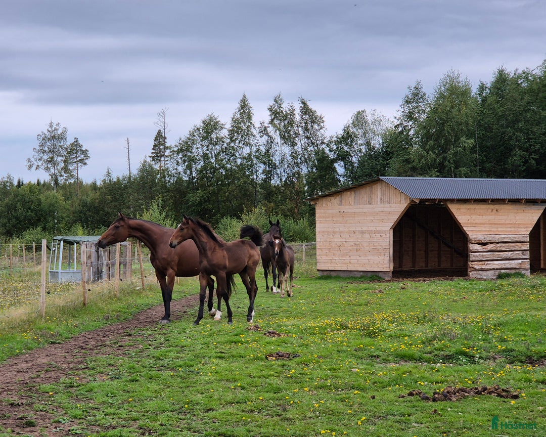 Trav hästar till salu: Årsföl  i Vikarbyn - Annons 8