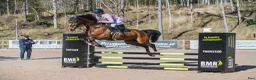 Hoppning hästar till salu: 4åring e: All Star 5 - Annons 1