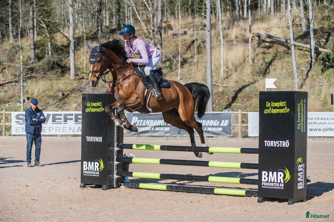Hoppning hästar till salu: 4åring e: All Star 5 - Annons 1