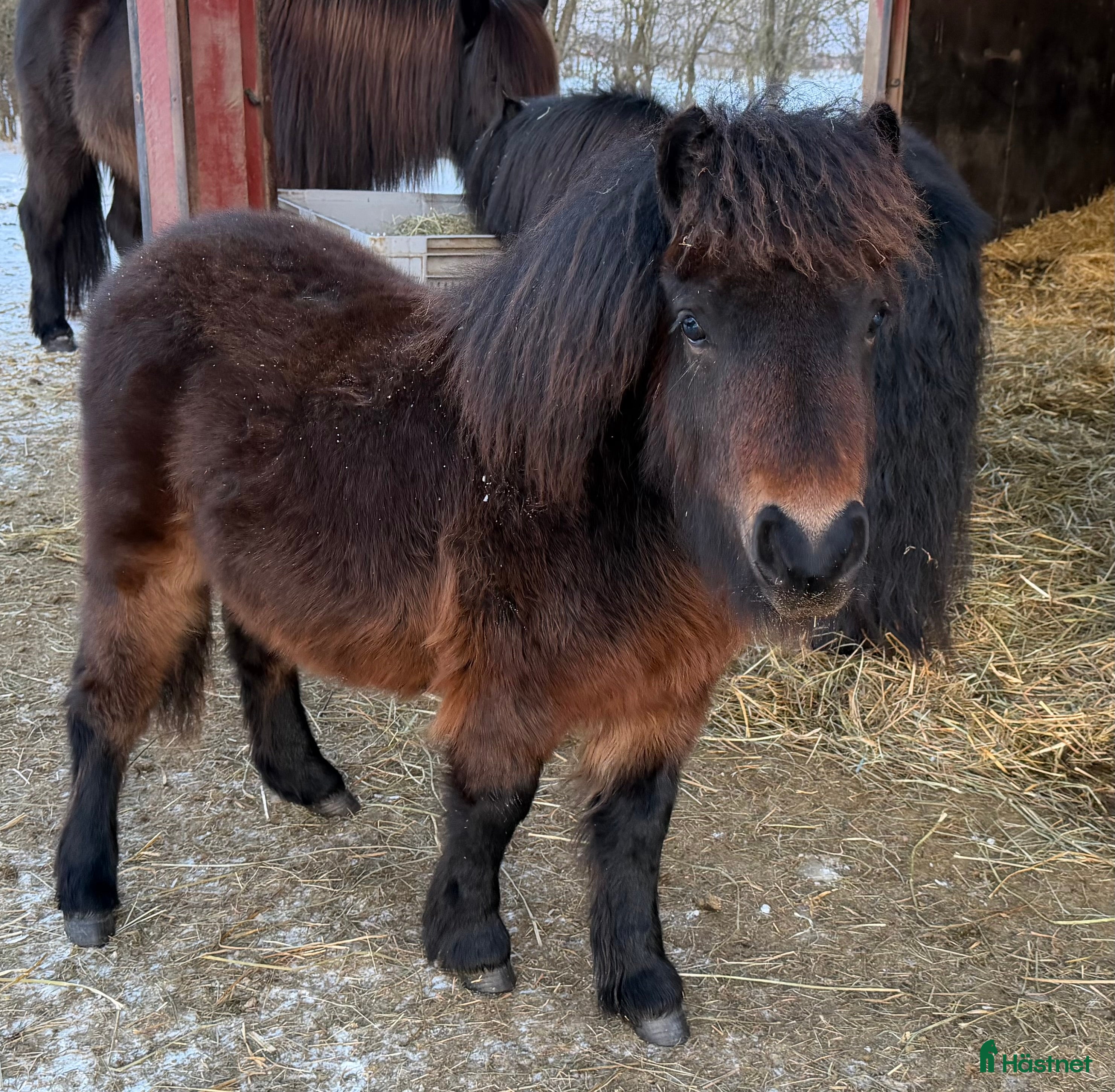  hästar *** SÅLD **** Lovande bruksponny - Annons 1