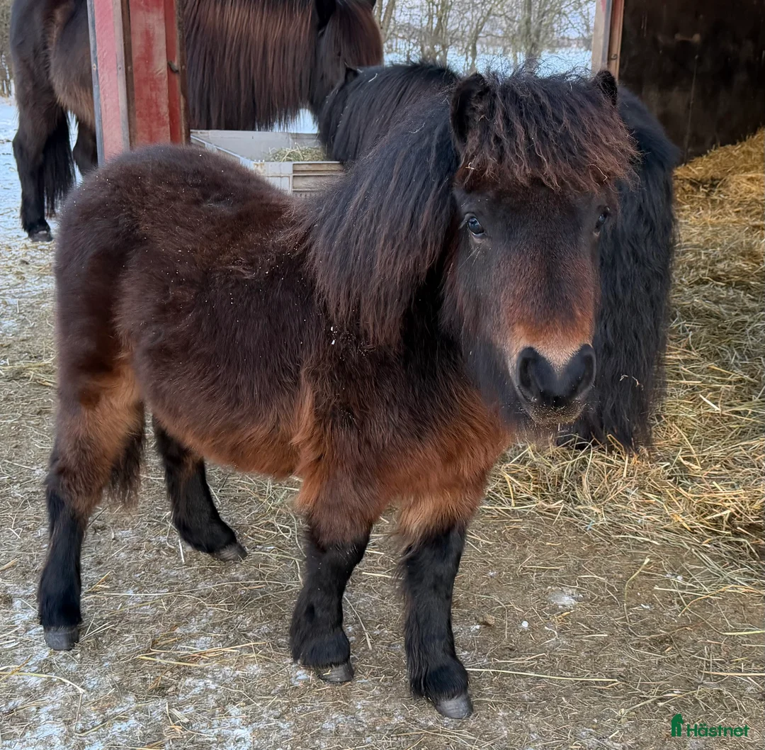 Allround hästar till salu: *** SÅLD **** Lovande bruksponny - Annons 1