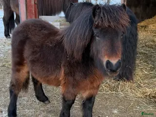 hästar *** SÅLD **** Lovande bruksponny - Annons 1