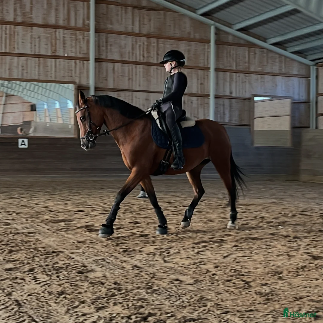 Hoppning hästar till salu: Super-maxad B-ponny med kvalitet och kapacitet - Annons 2