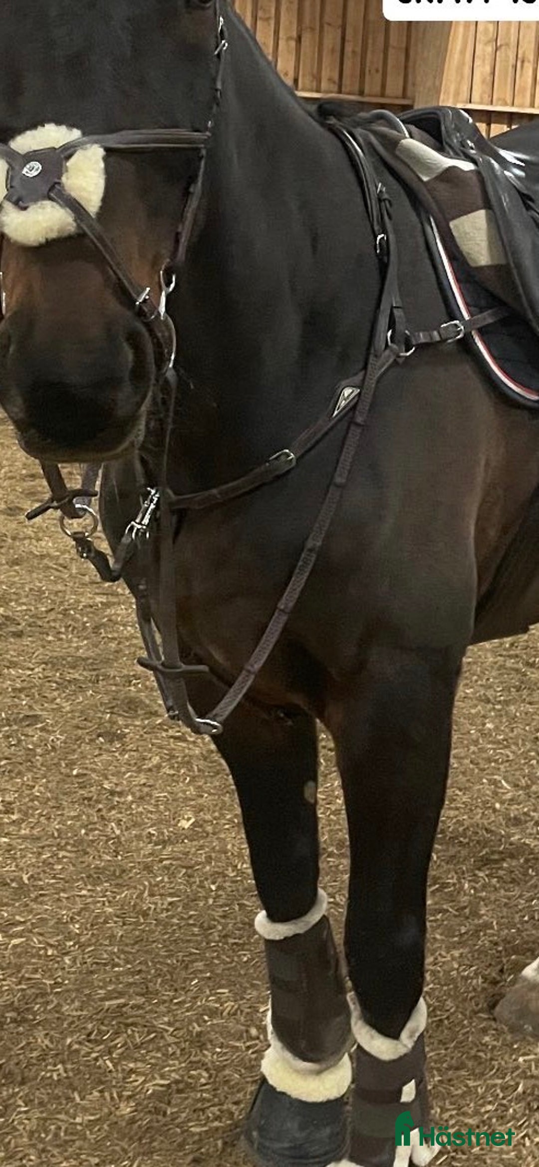 Träns hästutrustning till salu: Equiline Förbygel i Hova - Annons 3