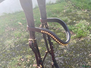 Träns hästutrustning till salu: Fint brunt träns i Skövde - Annons 16