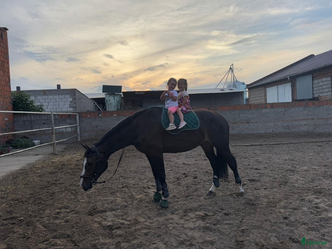 Allround hästar till salu: 🤍Beautiful Warmblood Gelding–True Best Friend!🤍 i Stockholm - Bild 8