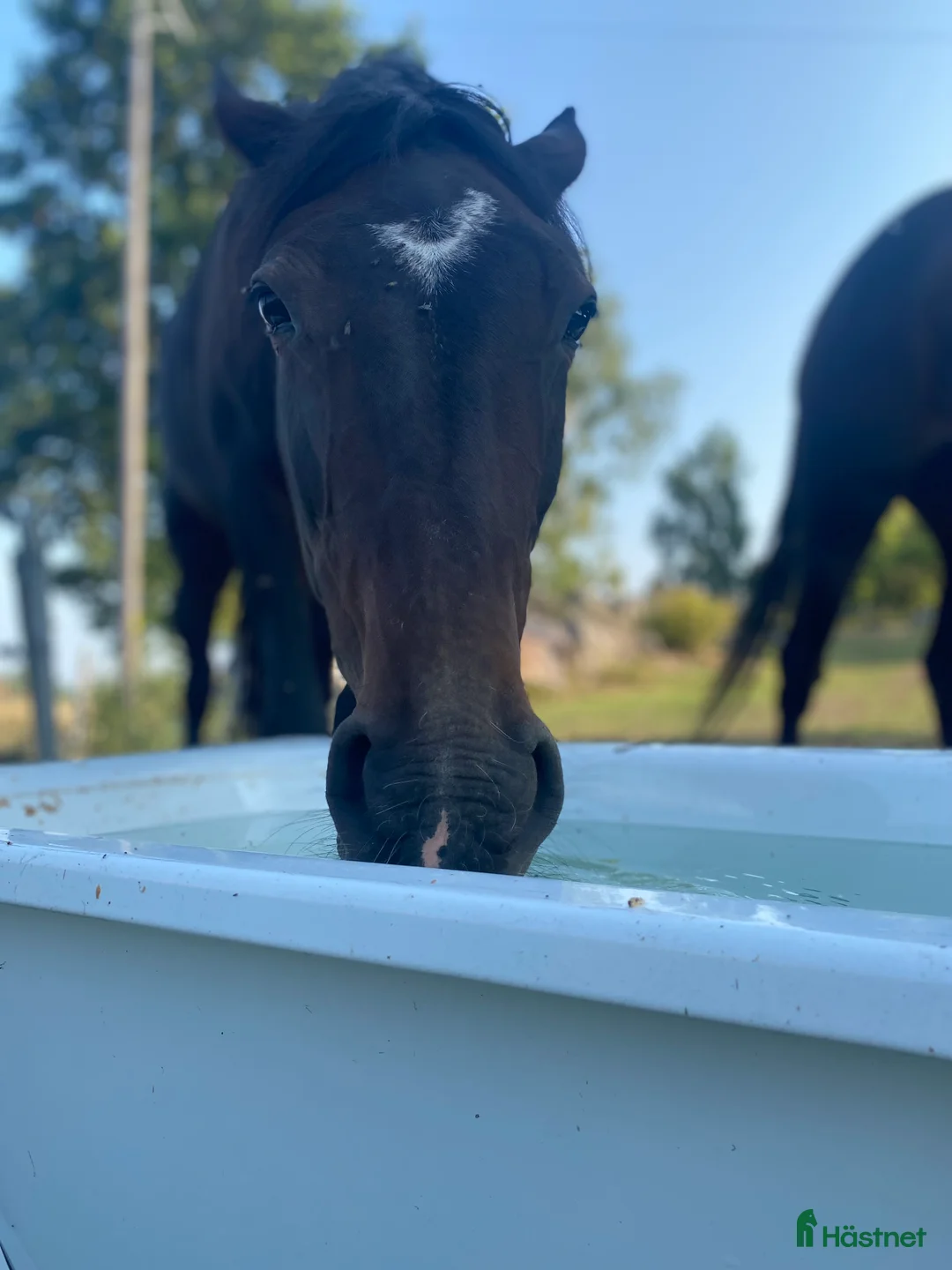 Övrigt hästar till salu: Hästen med det stora hjärtat  - Annons 2