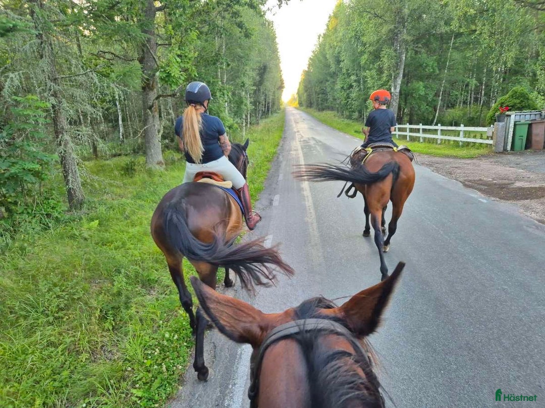 Allround hästar till salu: Trevligt allround sto för framtiden 🐴 i Skövde - Annons 11