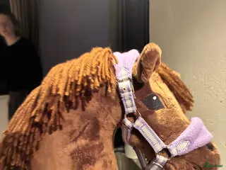 hästar Superfint sto med mycket härlig energi!🌟 - Annons 13