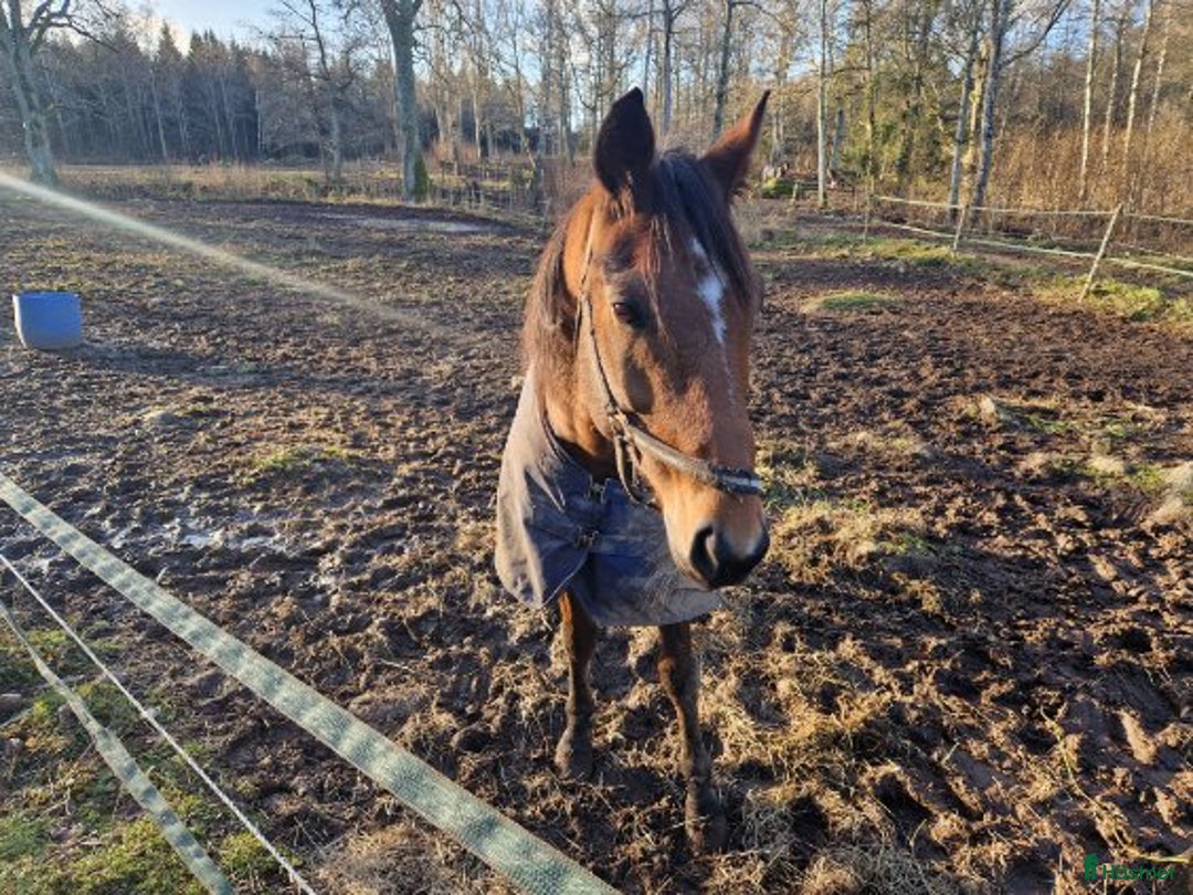 Allround hästar till salu: Snäll valack säljes som ridhäst i Fågelmara - Annons 1