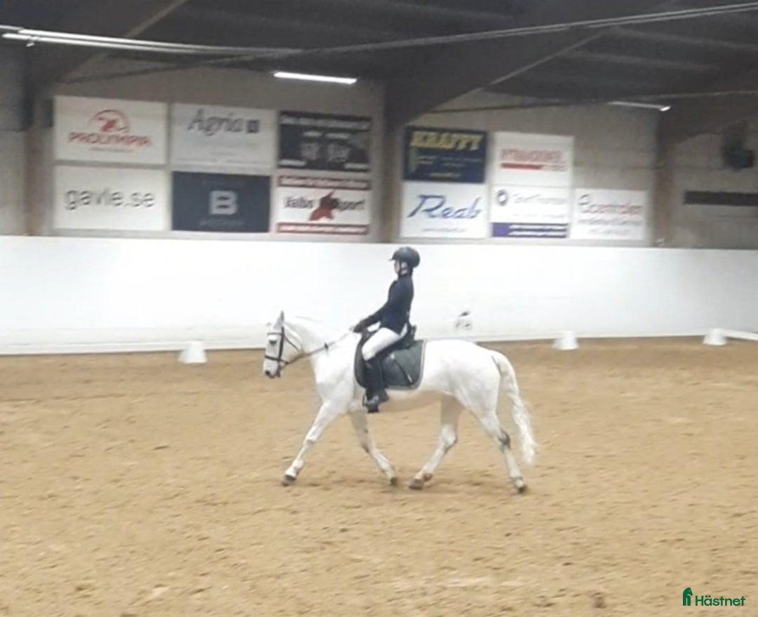 Fälttävlan hästar till salu: Cool allround ponny i Norrala - Bild 6