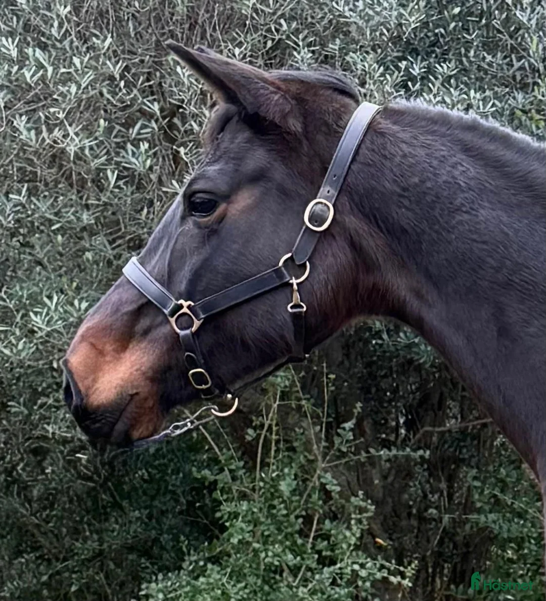 Avelshästar hästar till salu: MOCCA – Premium Trakehnersto (dräktigt) - Annons 2