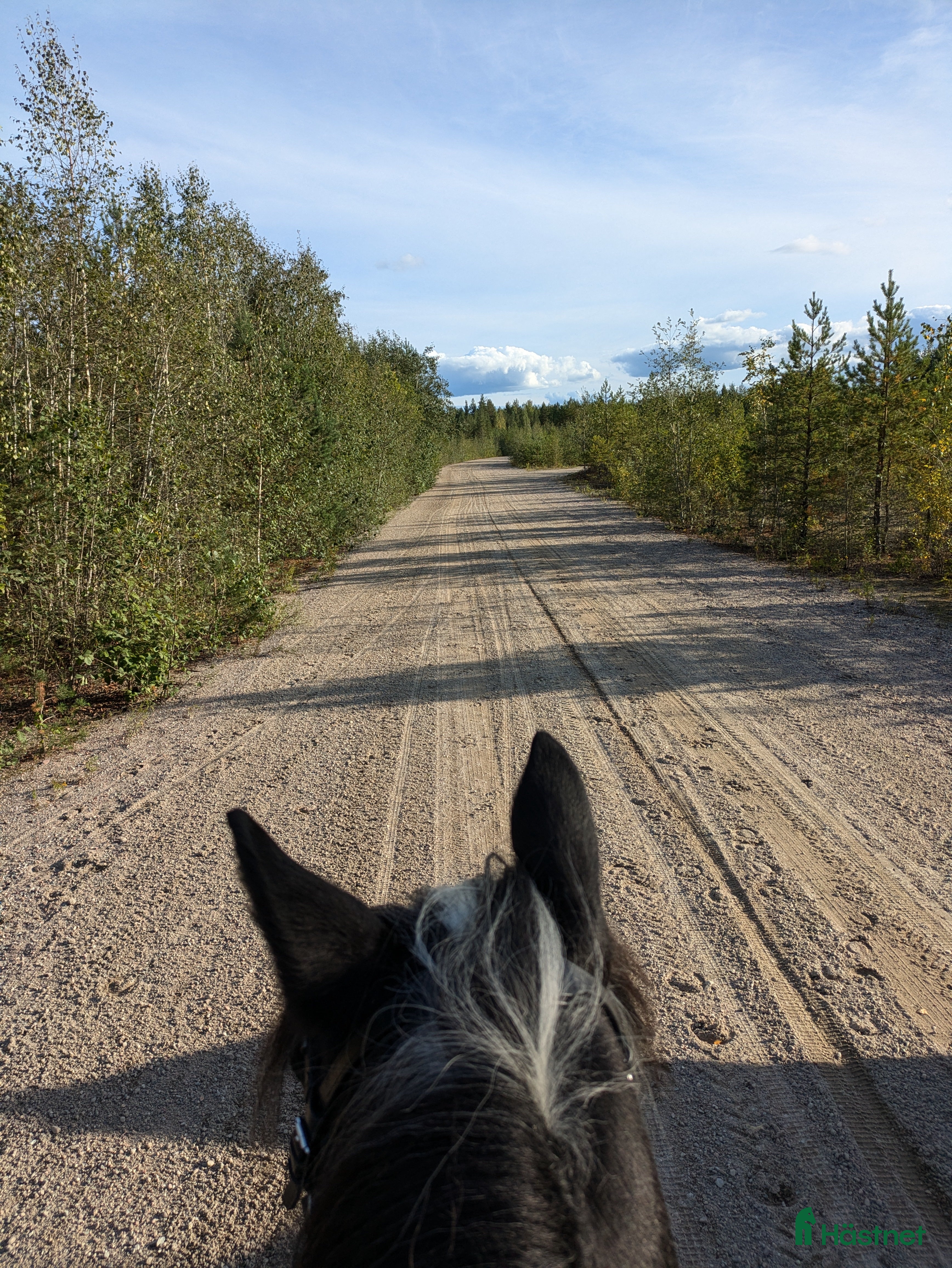  hästar Tanthäst/ponny sökes  - Annons 4
