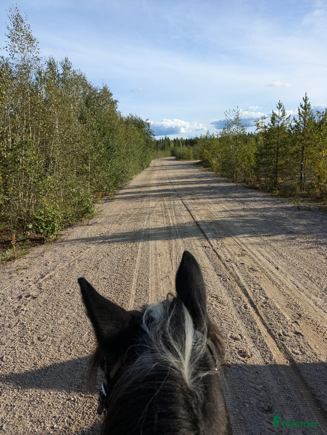 Allround hästar sökes: Tanthäst/ponny sökes  - Annons 1
