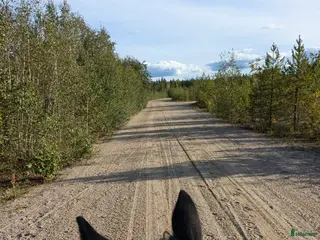 hästar Tanthäst/ponny sökes - Annons 4