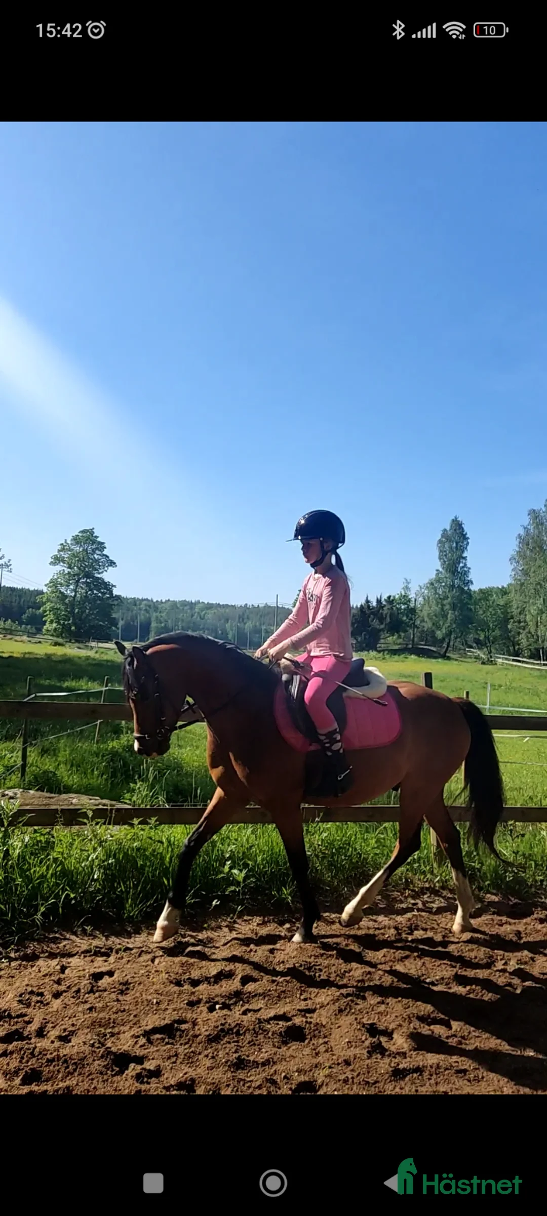 Allround hästar sökes: Ponnyn köpes, ung eller äldre och rutinerad  - Annons 1