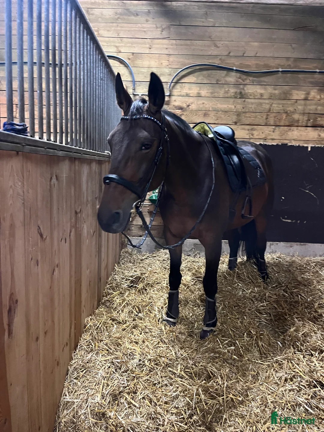 Allround hästar till salu: Snäll allround häst till salu i Vejbystrand - Annons 5