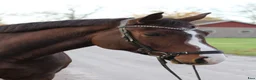 Hoppning hästar till salu: Välriden hopphäst - Annons 3