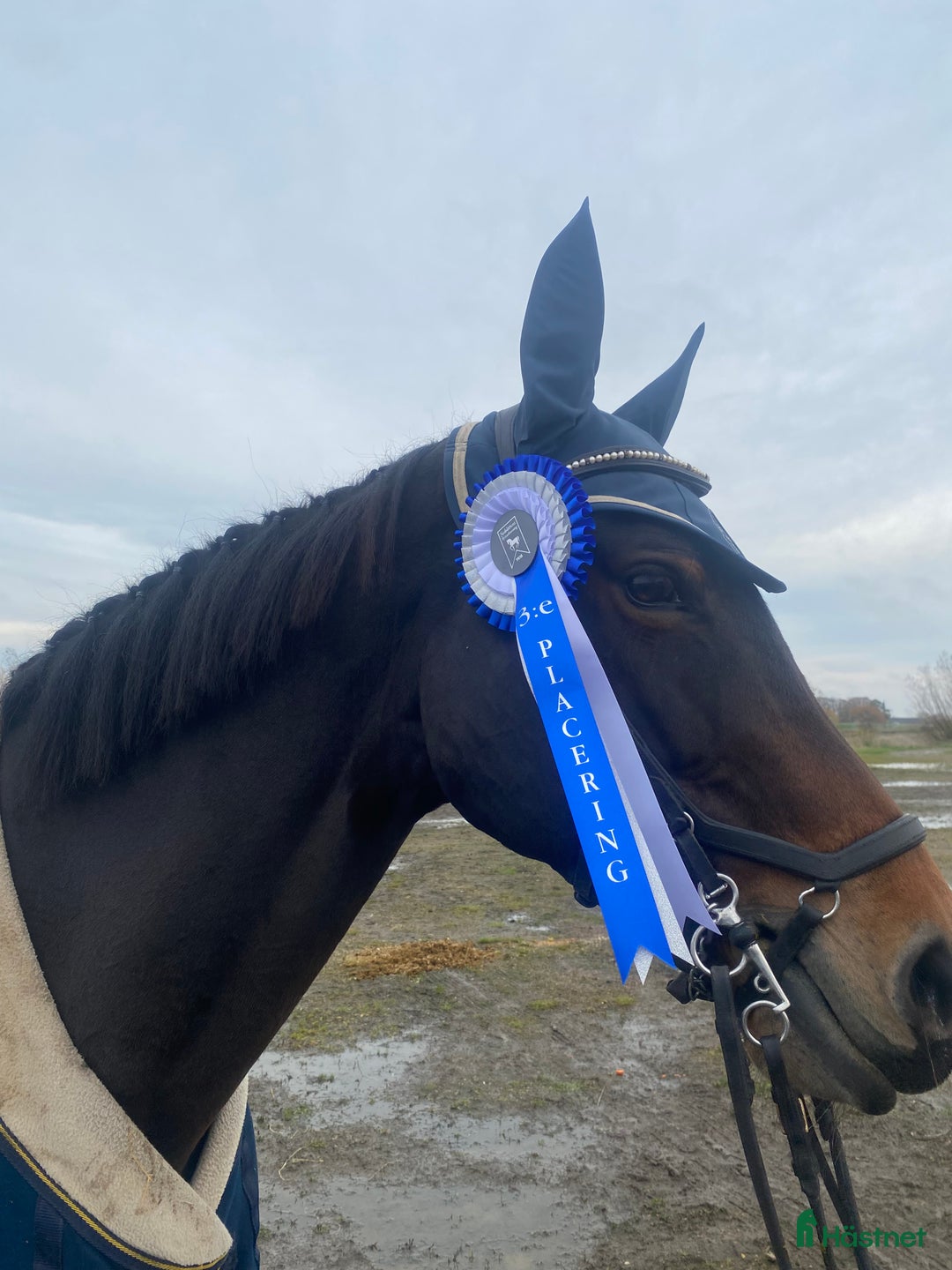 Hoppning hästar till salu: Rolig tävlingskompis i Södra Sandby - Annons 2