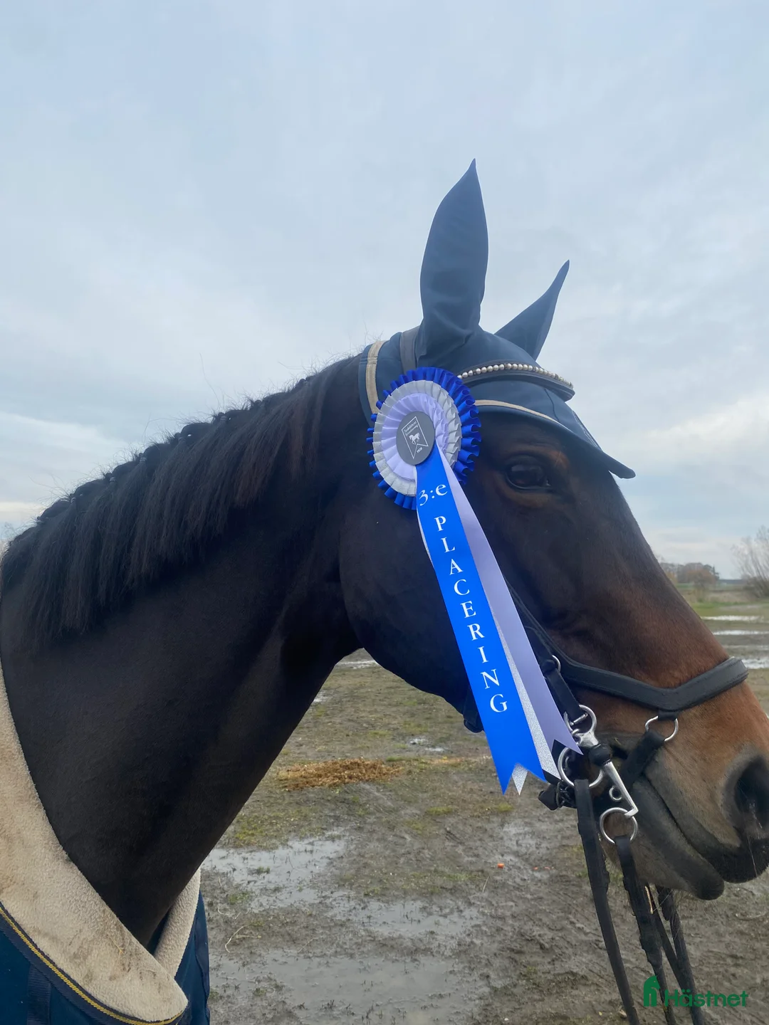 Hoppning hästar till salu: Rolig tävlingskompis - Annons 2