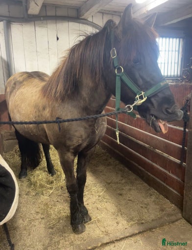 Galleribild {{count}}