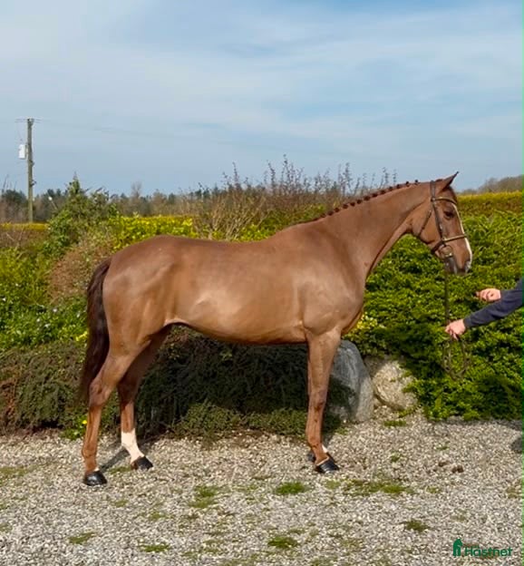  hästar 9 årig valack 🌸 - Annons 7