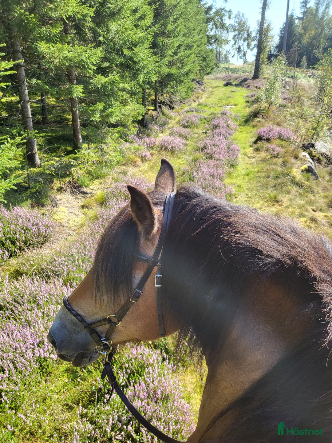 Träns hästutrustning till salu: Sidepull kallblod i Hillared - Annons 2