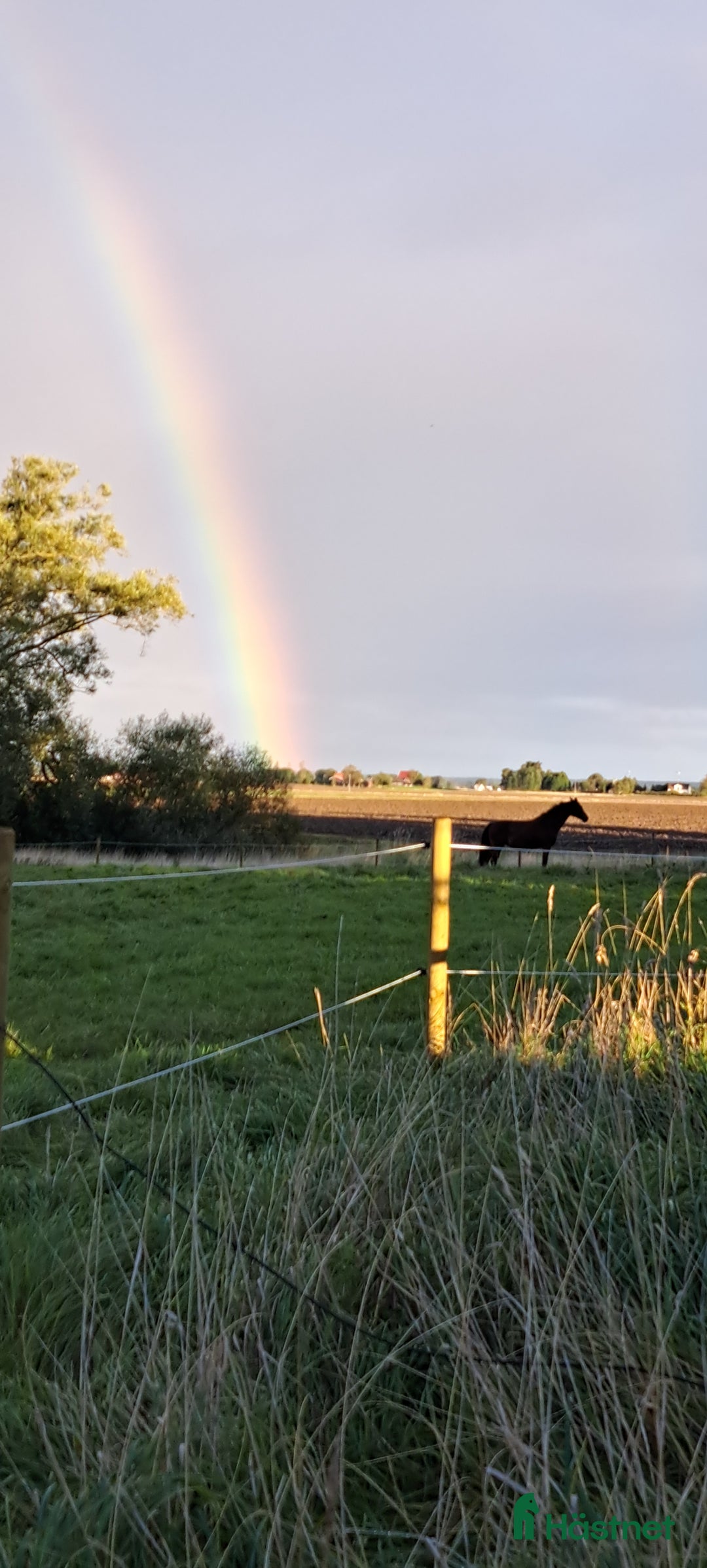  stallplats finnes: Stallplats/lösdrift/ helinackordering i Lidköping - Annons 2