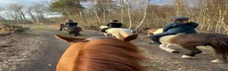  stallplats finnes: Stallplats Nybro - Annons 8