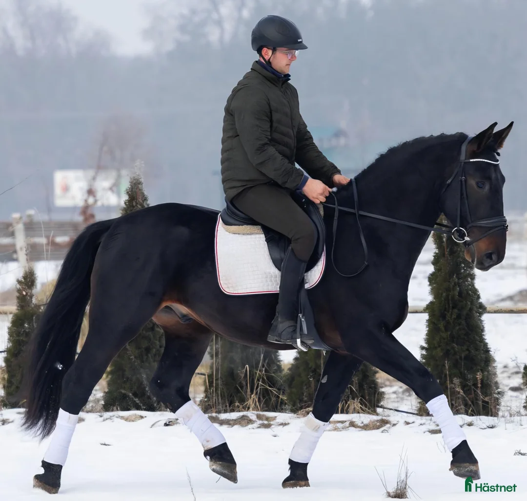 Allround hästar till salu: Exceptional Silesian - Quality & Top Potential  - Annons 8