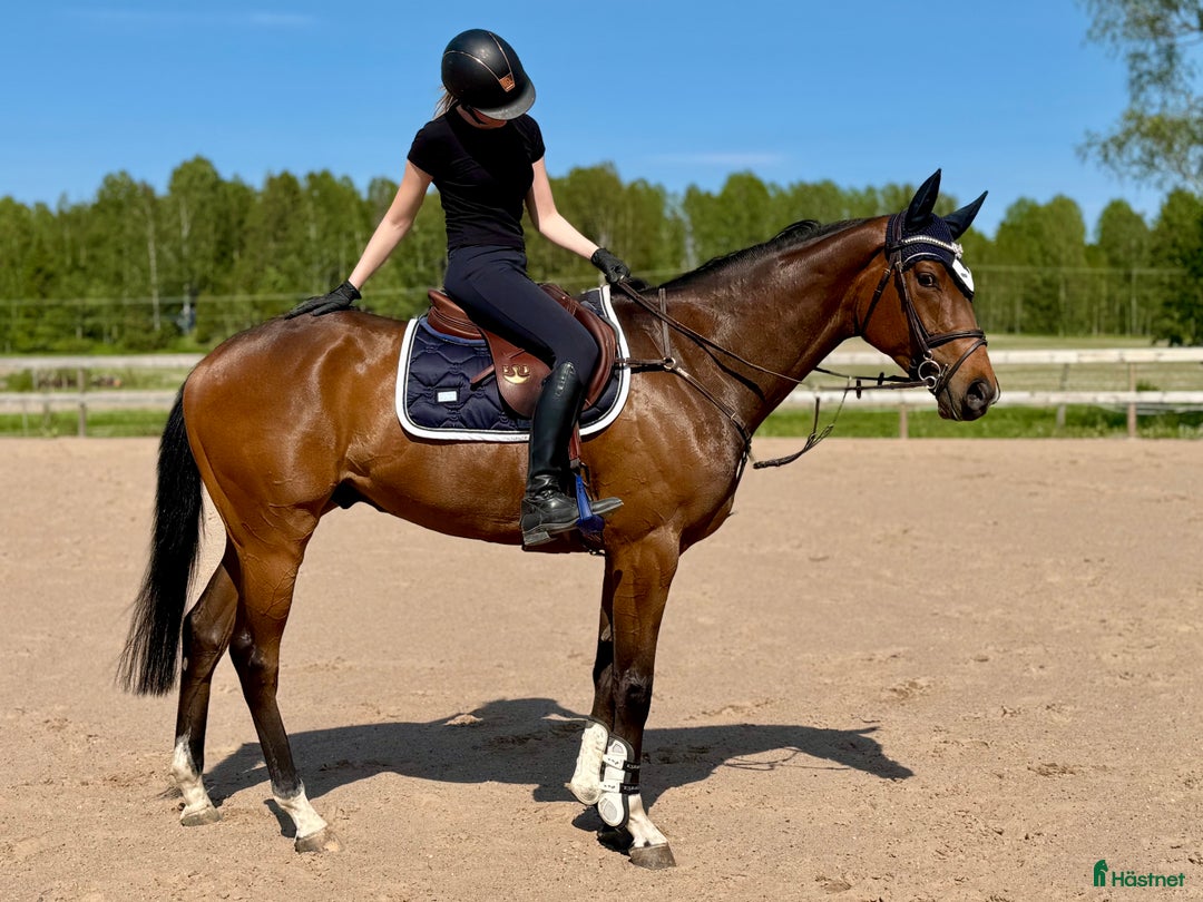 Allround hästar till salu: Flott fullblod med bra gångarter och utstrålning! i Krylbo - Bild 5