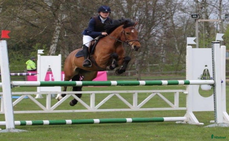  hästar SM/Diplom sto till avel/lättare ridning i Höör - Annons 5