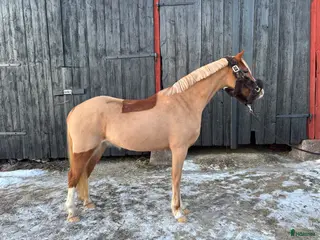 hästar Framtids ponny! - Annons 15